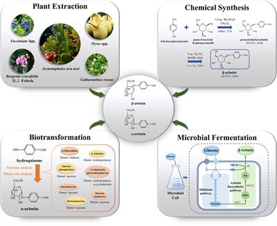 Recent Progress on Feasible Strategies for Arbutin Production